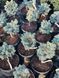 Ялина колюча Глаука Глобоза / Picea pungens Glauca Globosa 27876 фото 1