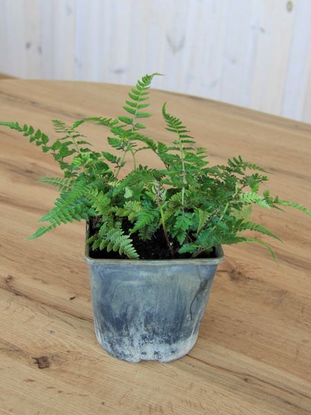 Кочедыжник женский Леди ин Ред / Athyrium filix&mdash;femina var. angustum Lady in Red 28744 фото