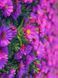 Айстра кущова Кассел / Aster Dumosus Kassel 31239 фото 1