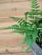 Кочедыжник женский Леди ин Ред / Athyrium filix&mdash;femina var. angustum Lady in Red 28744 фото 1