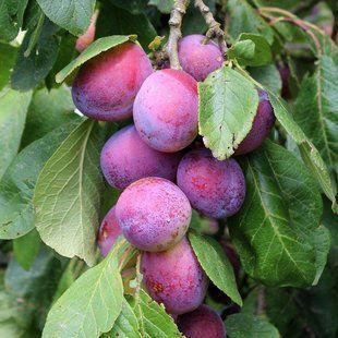 Слива Ренклод Альтана / Prunus salicina Reine Claude d'Althan 34897 фото