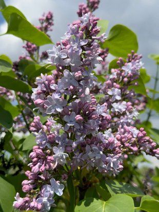 Бузок звичайний Жюль Симон / Syringa vulgaris Jules Simon 33803 фото