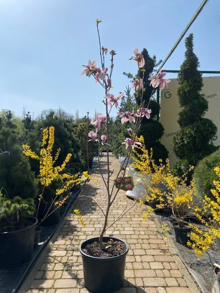 Магнолия суланжа ВБ Салєм / Magnolia soulangeana WB Salem 31649 фото