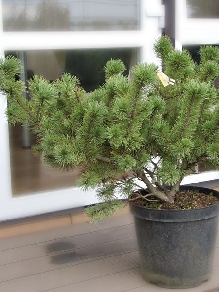 Сосна гірська Лаархаід / Pinus mugo Laarheide 31599 фото