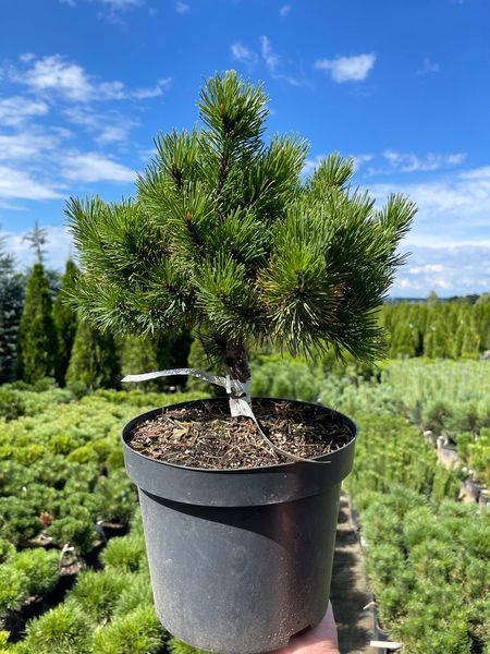 Сосна гірська Лаархаід / Pinus mugo Laarheide 31599 фото