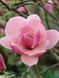 Магнолия суланжа ВБ Салєм / Magnolia soulangeana WB Salem 31649 фото 1