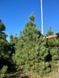 Сосна обыкновенная новогодняя / Pinus sylvestris 33258 фото 1