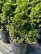 Кипарисовик тупий Нана Грациліс / Chamaecyparis obtusa Nana Gracilis 29432 фото 1