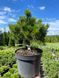 Сосна гірська Лаархаід / Pinus mugo Laarheide 31599 фото 3
