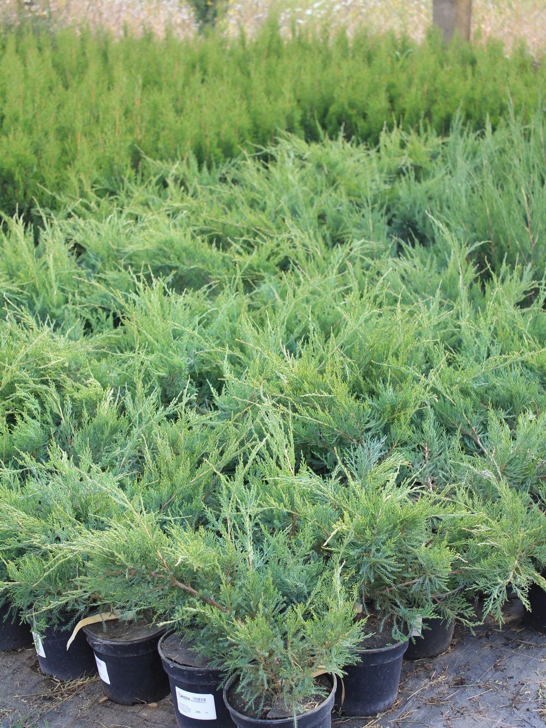 Ялівець середній Мінт Джулеп / Juniperus pfitzeriana Mint Julep