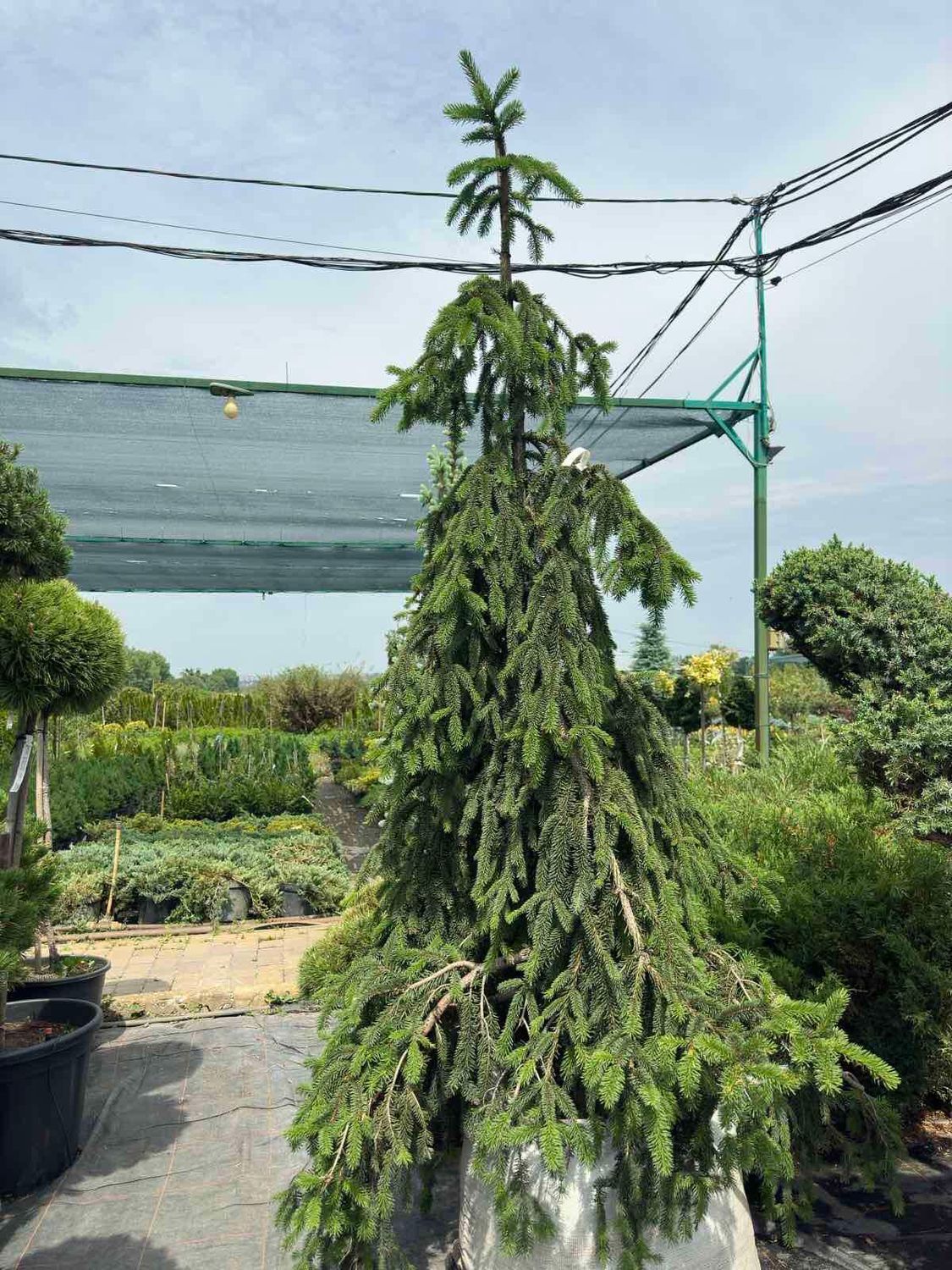 Ялина звичайна Інверса Компакта / Picea abies Inversa Compacta