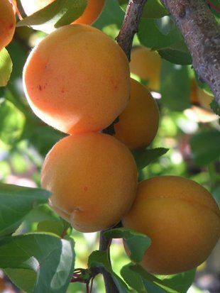 Абрикос Самбурський ранній / Prunus armeniaca 34877 фото