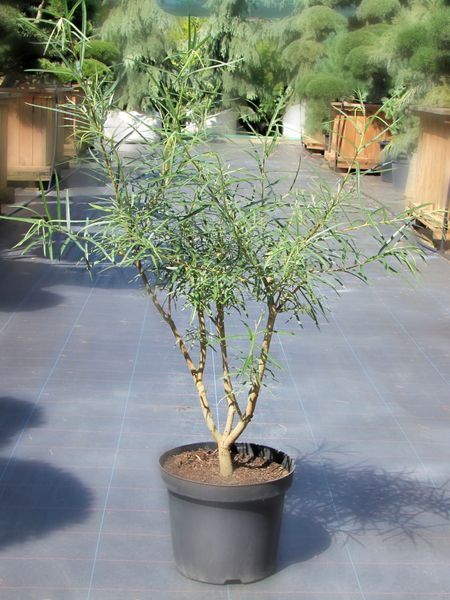 Верба розмаринолиста / Salix rosmarinifolia 24385 фото