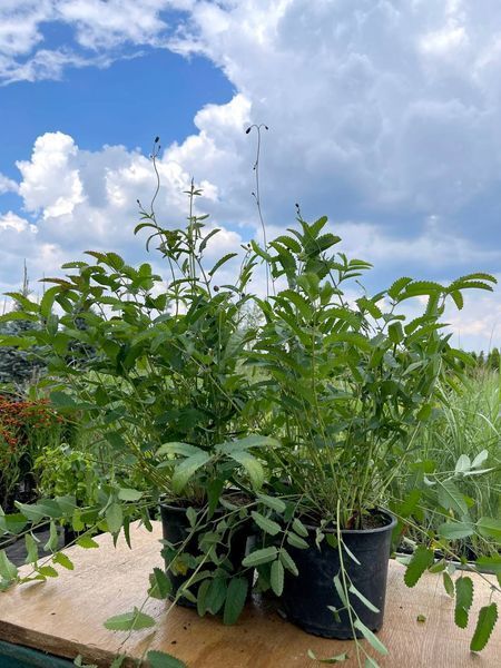 Кровохлебка лікарська Ред Тендер / Sanguisorba officinalis Red Thunde 27244 фото