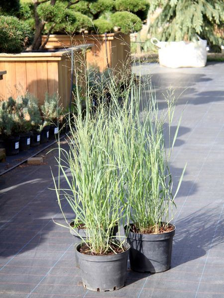 Просо вербоподібне Даллас Блюз / Panicum virgatum Dallas Blues 24544 фото