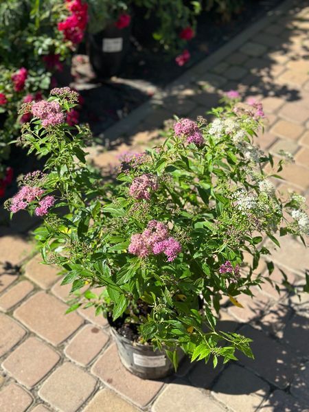 Спірея японська Генпей / Широбана / Spiraea japonica Genpei / Shirobana 27670 фото