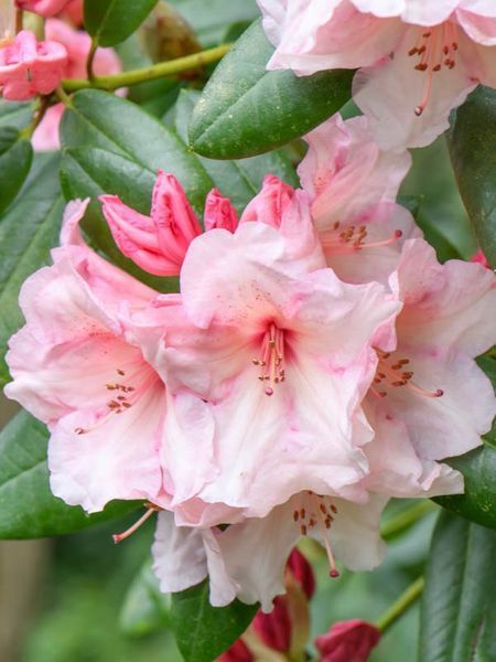 Рододендрон гибридный Виржиния Ричардс / Rhododendron hybrid Virginia Richards 33299 фото