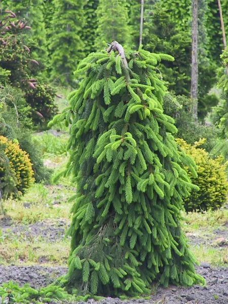 Ель обыкновенная Инверса Компакта / Picea abies Inversa Compacta 33467 фото