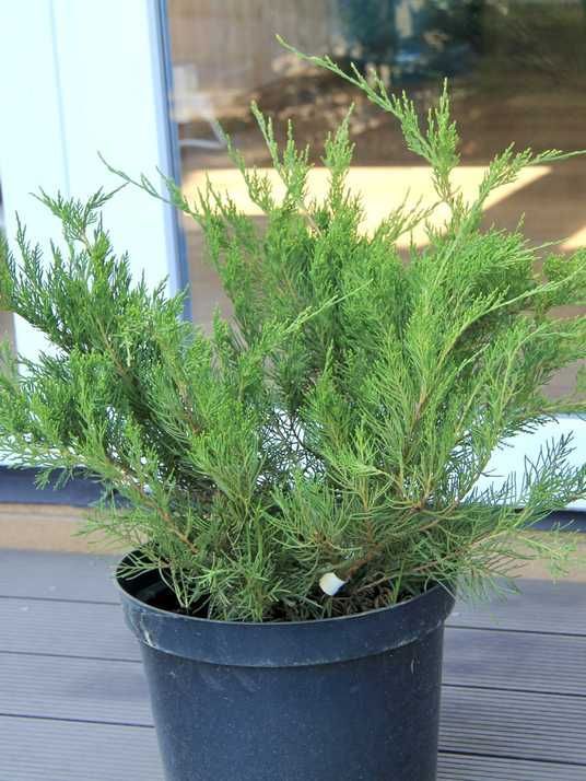 Ялівець середній Мінт Джулеп / Juniperus pfitzeriana Mint Julep