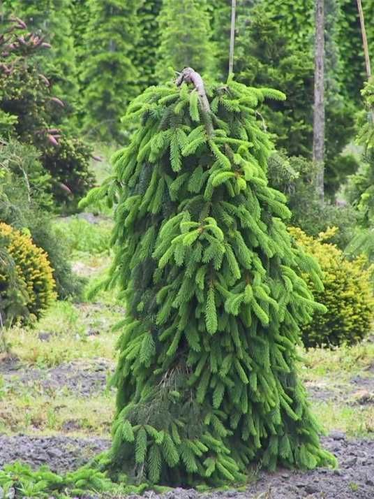 Ялина звичайна Інверса Компакта / Picea abies Inversa Compacta