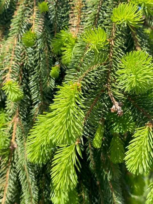 Ялина звичайна Інверса Компакта / Picea abies Inversa Compacta