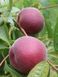 Персик Роял Меджестік / Prunus persica Royal Majestic 31553 фото 3