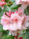 Рододендрон гибридный Виржиния Ричардс / Rhododendron hybrid Virginia Richards 33299 фото 2