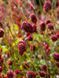 Кровохлебка лікарська Ред Тендер / Sanguisorba officinalis Red Thunde 27244 фото 1