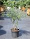 Верба розмаринолиста / Salix rosmarinifolia 24385 фото 2