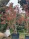 Бересклет европейский Ред Каскад / Euonymus europaeus Red Cascade 24164 фото 1