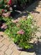 Спірея японська Генпей / Широбана / Spiraea japonica Genpei / Shirobana 27670 фото 2