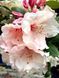 Рододендрон гибридный Виржиния Ричардс / Rhododendron hybrid Virginia Richards 33299 фото 1