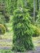 Ель обыкновенная Инверса Компакта / Picea abies Inversa Compacta 33467 фото 2