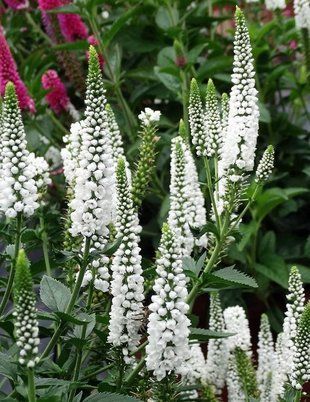 Вероника длиннолистая белая / Veronska longifolia White 35234 фото