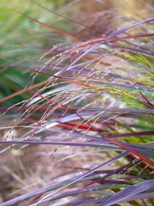 Просо прутоподібне Скво / Panicum virgatum Squaw 24546 фото