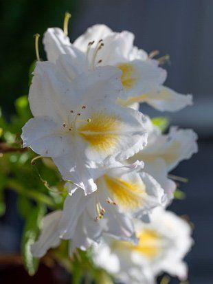 Азалия гибридная Шнееголд / Azalea Schneegold 23265 фото