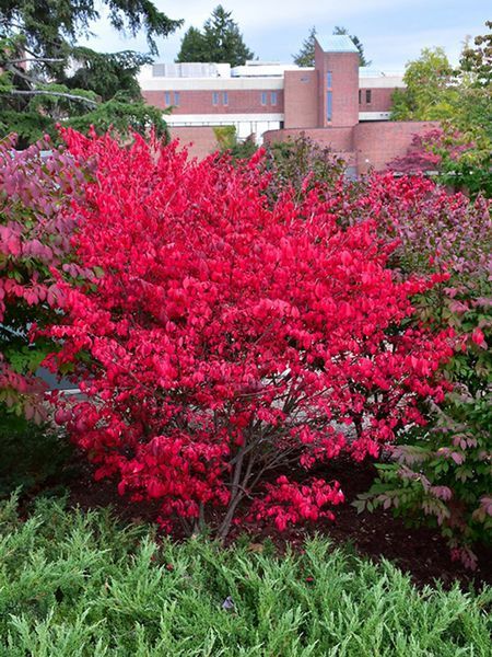 Бруслина крилата видова / Euonymus alatus 29471 фото