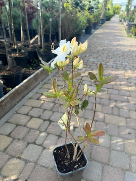 Азалия гибридная Шнееголд / Azalea Schneegold 23265 фото
