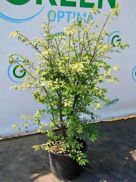 Бруслина крилата видова / Euonymus alatus 29471 фото