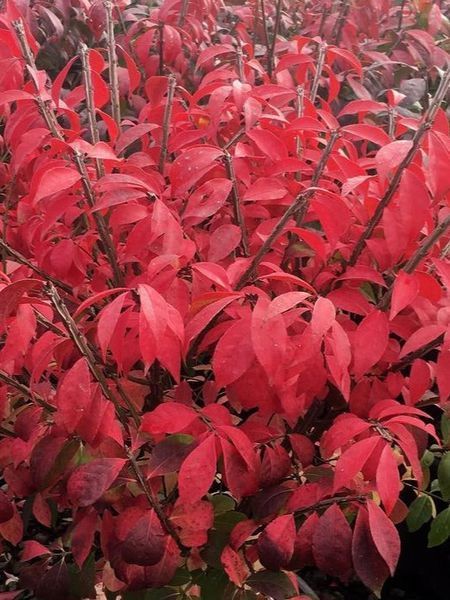 Бруслина крилата видова / Euonymus alatus 29471 фото