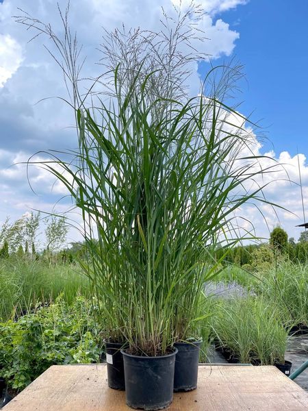 Просо прутоподібне Скво / Panicum virgatum Squaw 24546 фото