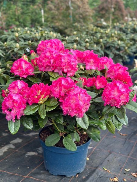 Рододендрон гибридный Германия / Rhododendron hybrid Germania 33301 фото