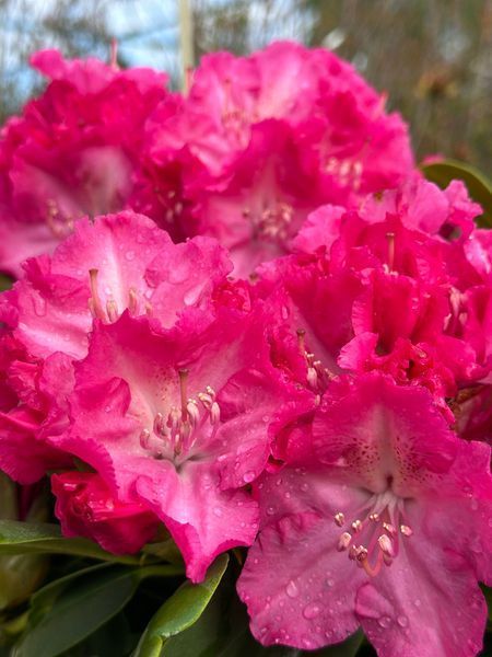 Рододендрон гибридный Германия / Rhododendron hybrid Germania 33301 фото