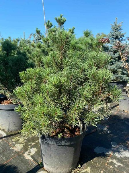 Сосна гірська Ліліпут / Pinus mugo Liliput 31510 фото