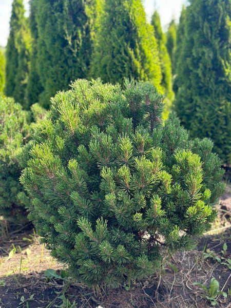 Сосна гірська Ліліпут / Pinus mugo Liliput 31510 фото