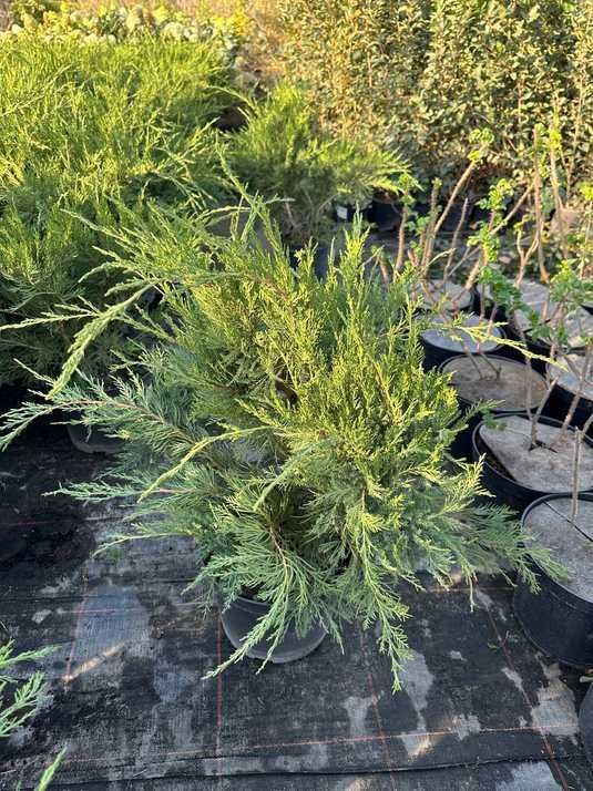 Ялівець середній Мінт Джулеп / Juniperus pfitzeriana Mint Julep