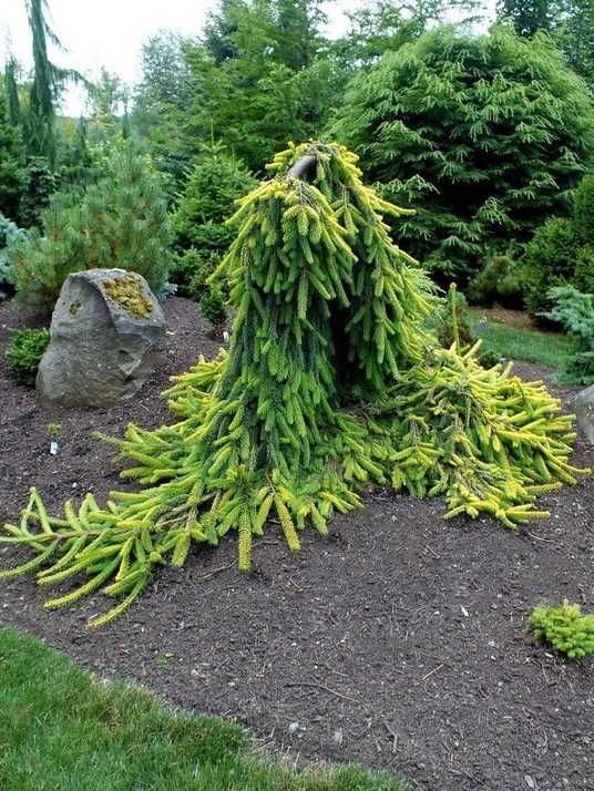 アイキララ Ялина звичайна Інверса Компакта / Picea abies Inversa Compacta
