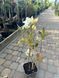 Азалия гибридная Шнееголд / Azalea Schneegold 23265 фото 2