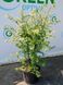 Бруслина крилата видова / Euonymus alatus 29471 фото 2