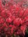 Бруслина крилата видова / Euonymus alatus 29471 фото 3